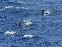 Cetacei e uccelli marini dalla barca